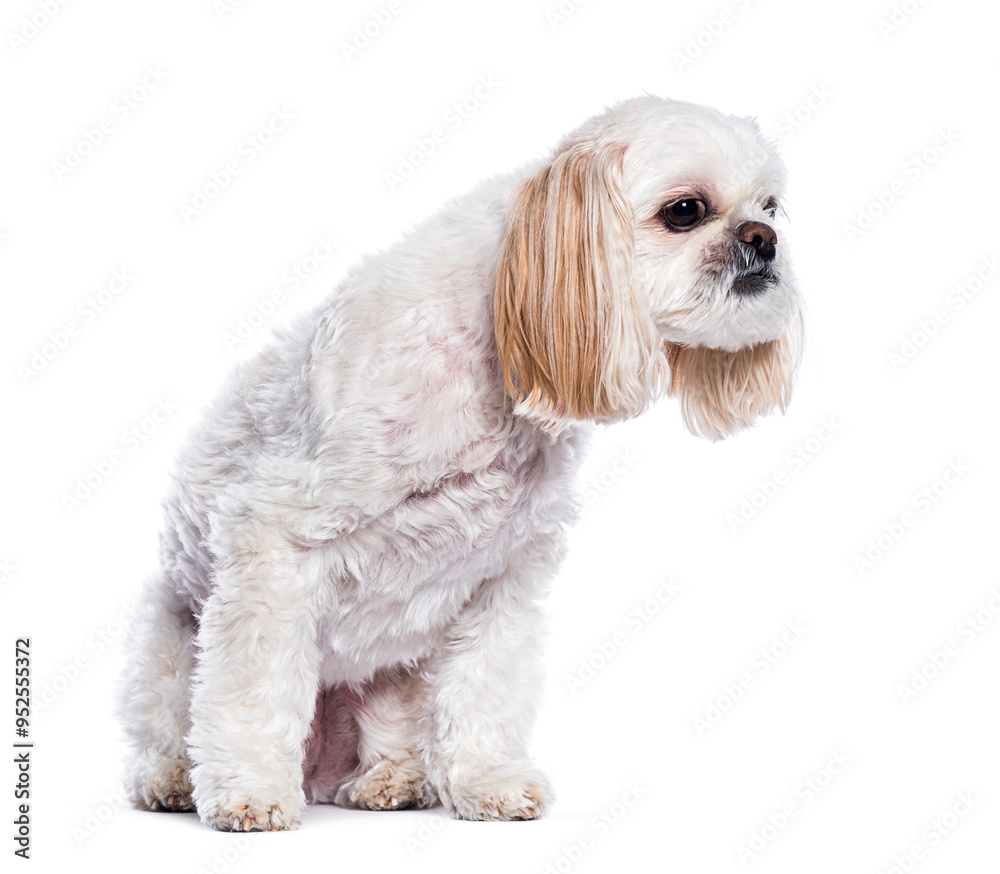 Small white Shih tzu dog sitting and looking up with curiosity on a white background Small white Shih tzu dog sitting and looking up with curiosity on a white background