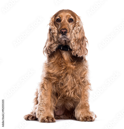 English Cocker Spaniel wearing a dog collar, sitting and looking at the camera, isolated on white