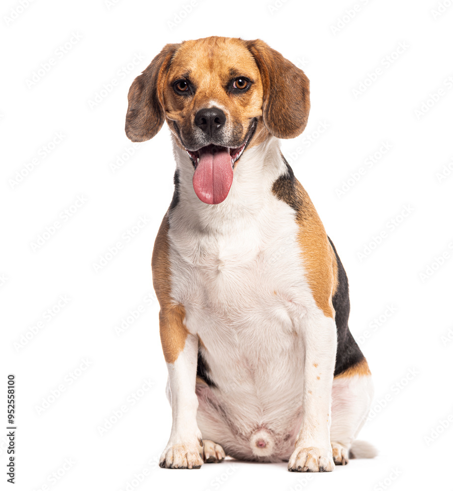 Happy beagle sitting with tongue out, looking at the camera and panting, isolated on white Happy beagle sitting with tongue out, looking at the camera and panting, isolated on white