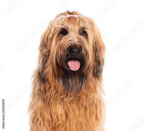 Canvas Print Briard dog with pink bow sitting and panting with tongue out on a white backgrou