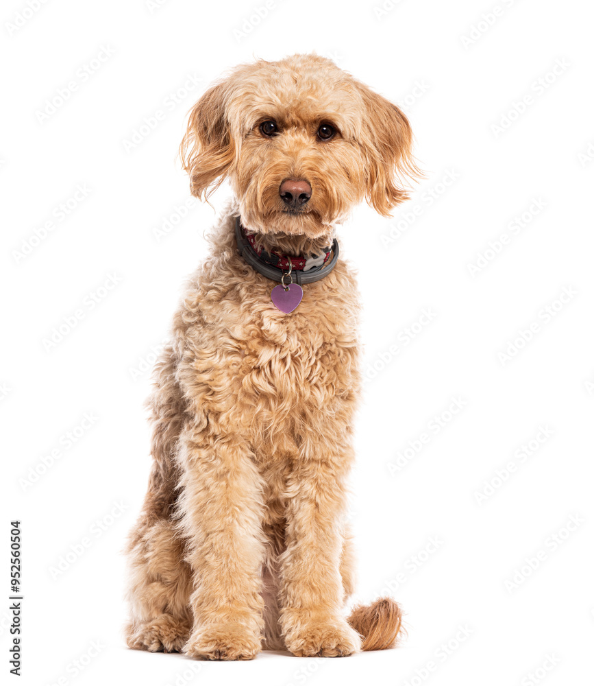 Goldendoodle, Mix a Golden Retriever and a poodle, sitting, looking at the camera and wearing a dog collar, isolated on white Goldendoodle, Mix a Golden Retriever and a poodle, sitting, looking at the camera and wearing a dog collar, isolated on white
