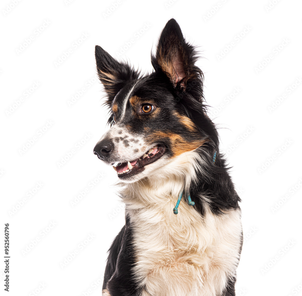 Border collie dog with a blue collar sitting and looking away from the camera on a white background Border collie dog with a blue collar sitting and looking away from the camera on a white background