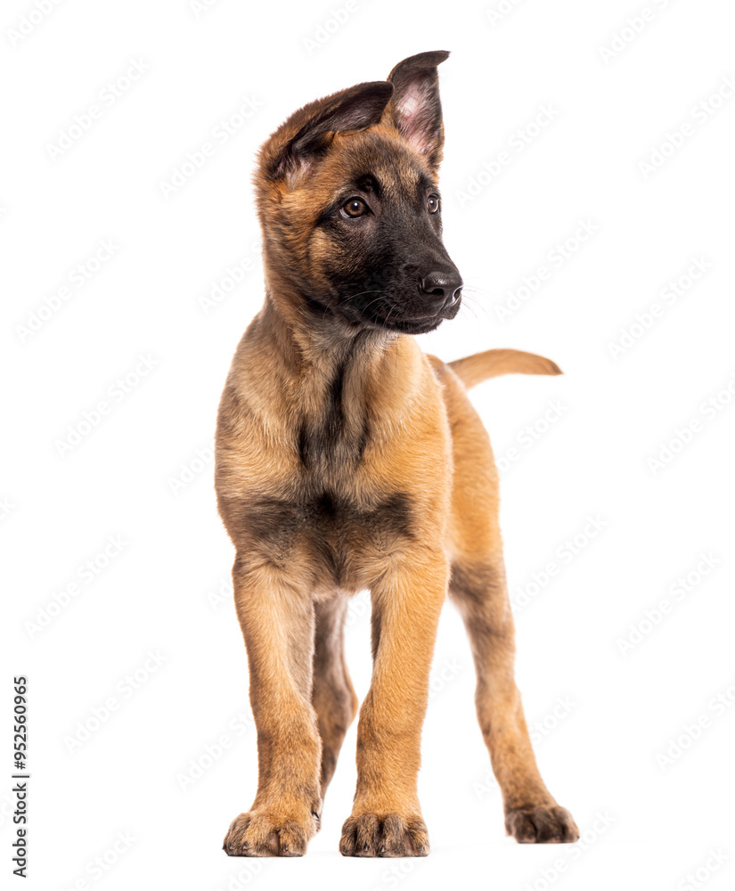 Two months old puppy Malinois stando-ing in front and looking away, isolated on white Two months old puppy Malinois stando-ing in front and looking away, isolated on white