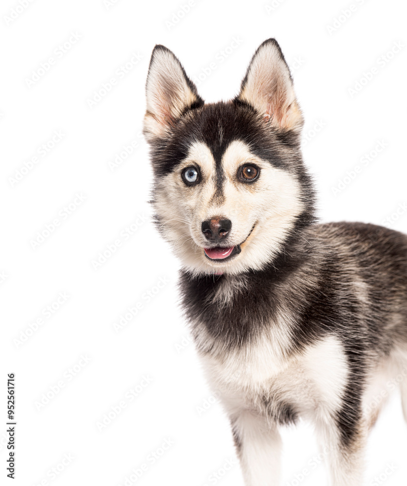 five months old puppy Pomsky odd eyed standing and panting on a white background five months old puppy Pomsky odd eyed standing and panting on a white background
