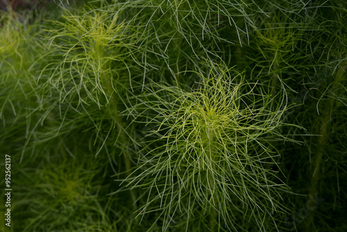 Asparagus racemosus green plant leaves macro closeup photo