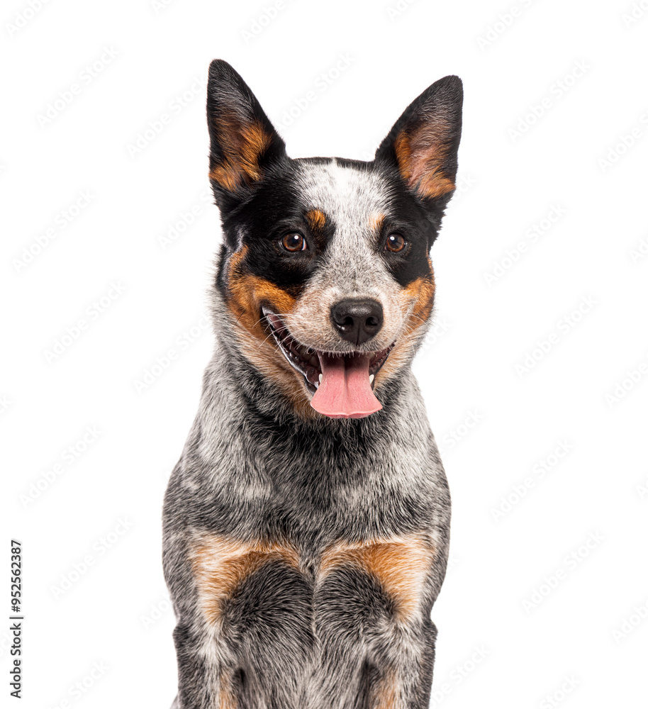 Head shot of a panting Australian Cattle Dog, isolated on white Head shot of a panting Australian Cattle Dog, isolated on white