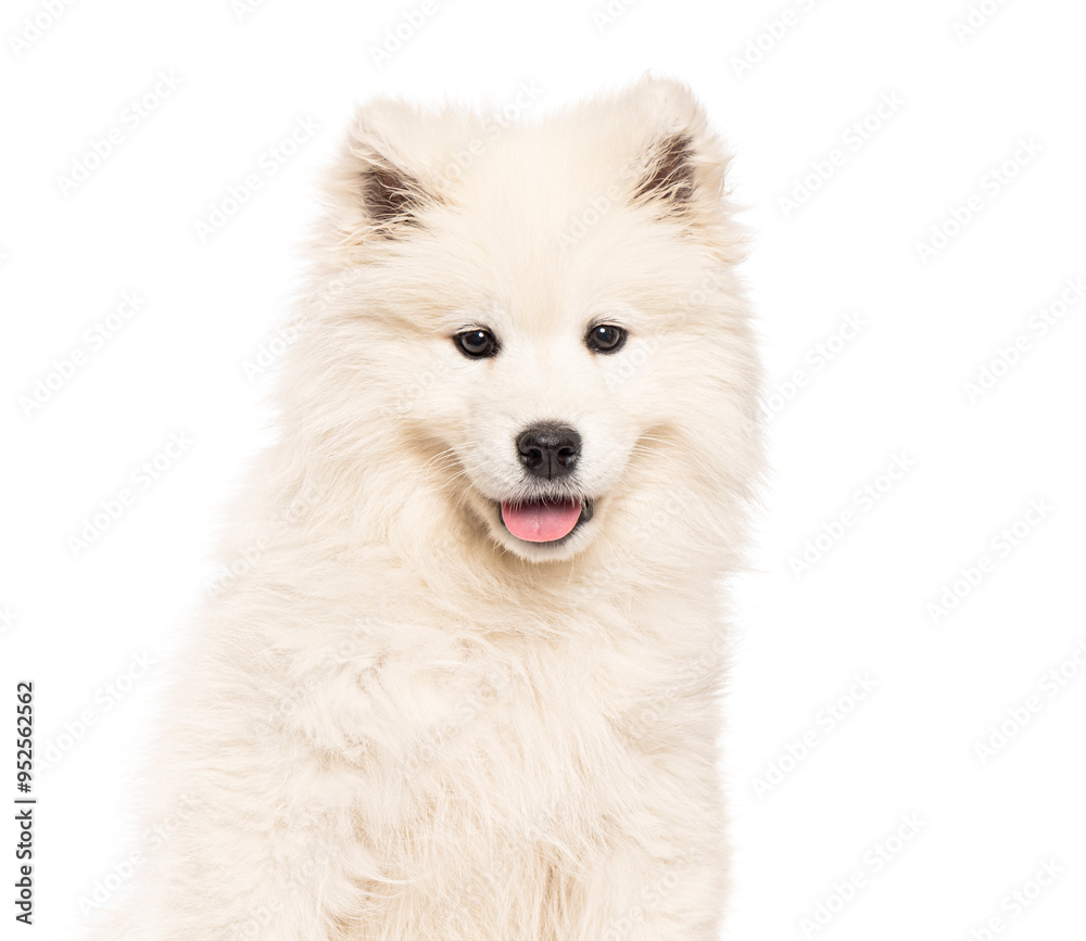 Head shot of a Samoyed puppy panting and looking at the camera, isolated on white Head shot of a Samoyed puppy panting and looking at the camera, isolated on white