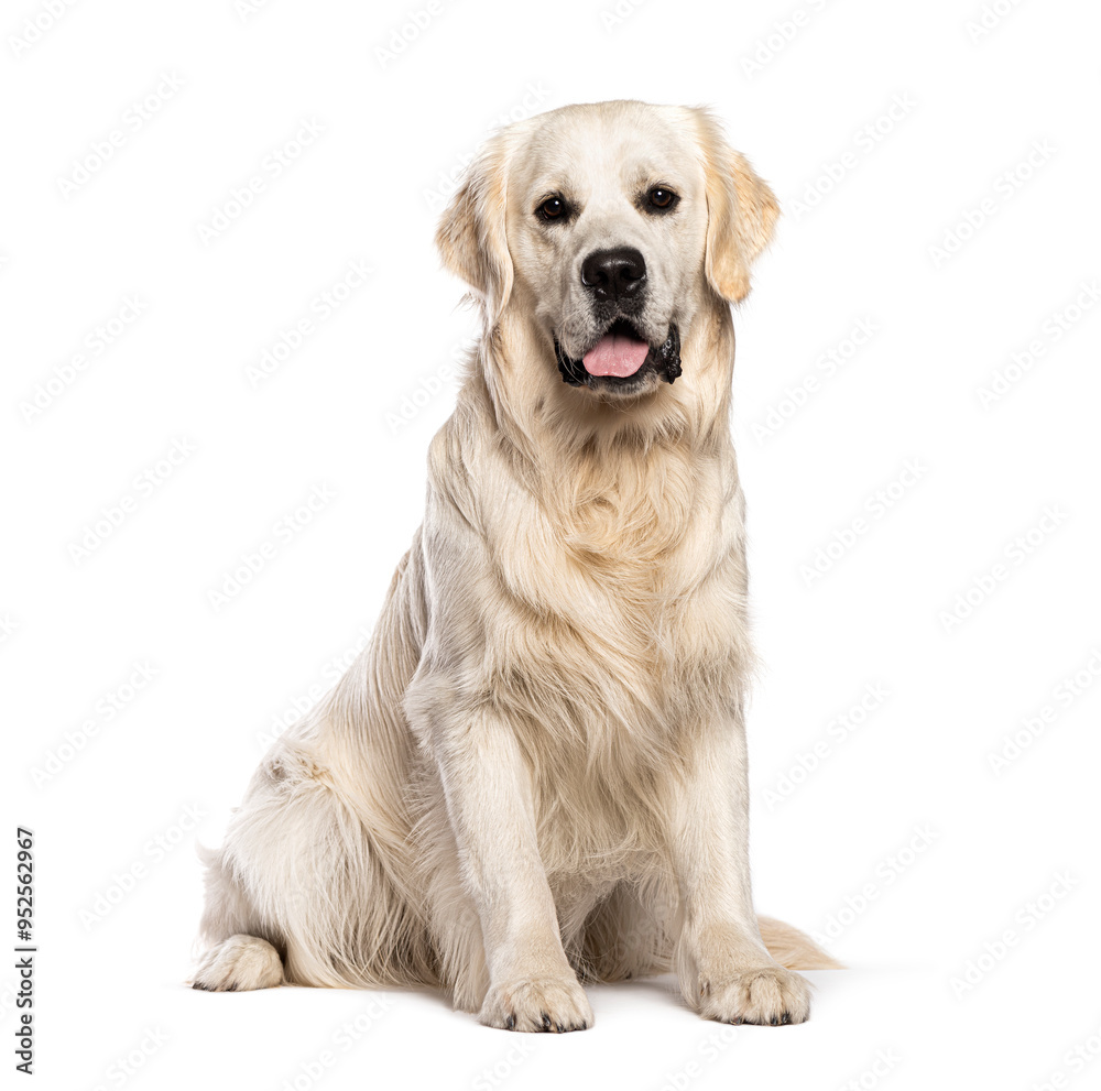 Golden retriever dog sitting on the floor, panting and looking at the camera, isolated on white Golden retriever dog sitting on the floor, panting and looking at the camera, isolated on white