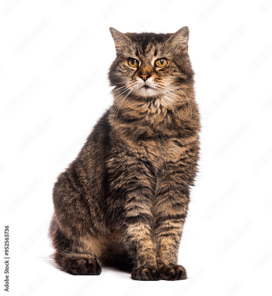 Nineteen years old Grumpy Tabby European cat sitting and looking away, isolated on white Nineteen years old Grumpy Tabby European cat sitting and looking away, isolated on white