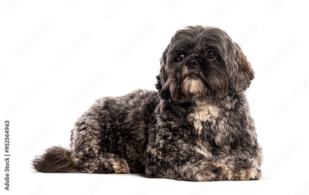 Grey and white Lhasa apso dog with long hair lying down on white background Grey and white Lhasa apso dog with long hair lying down on white background