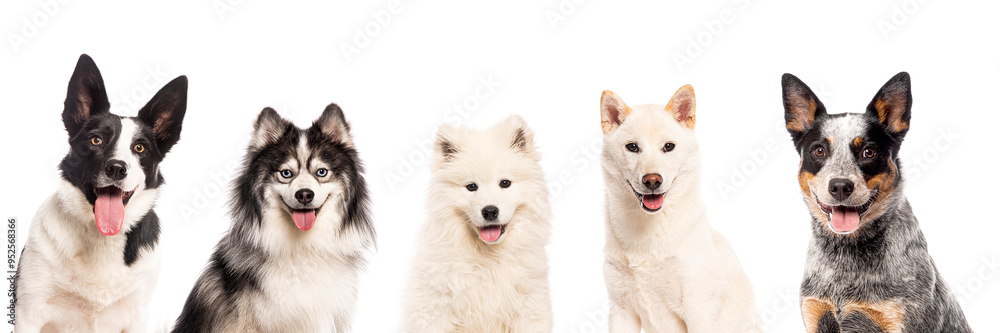 Five happy dogs panting and smiling on white background