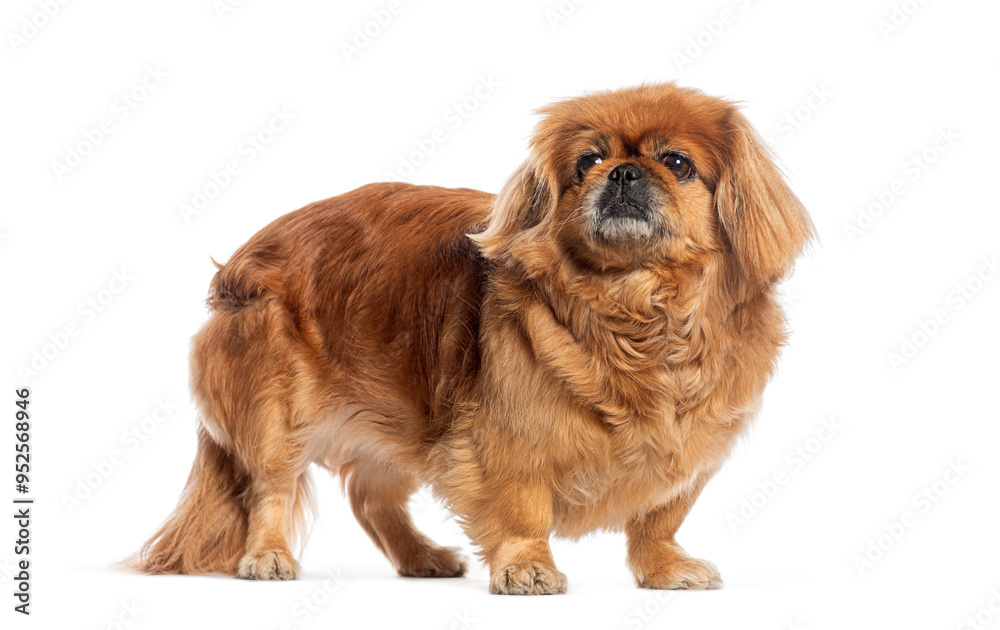 Pekingese standing and looking up, isolated on white Pekingese standing and looking up, isolated on white