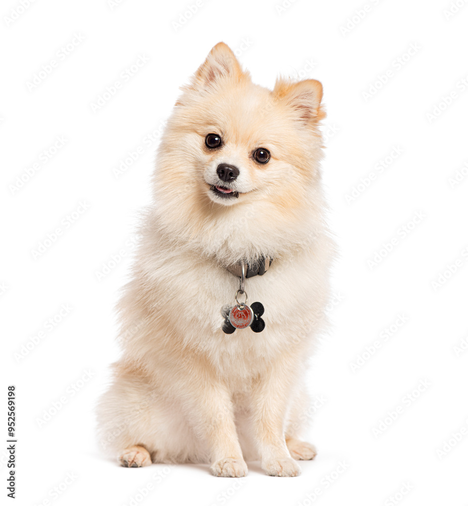 Obraz premium Adorable pomeranian dog sitting and looking curious
