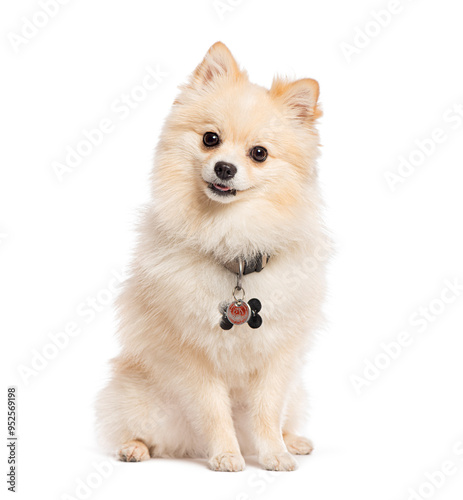 Adorable pomeranian dog sitting and looking curious