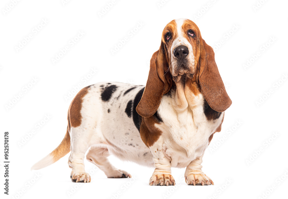 Basset hound standing and looking up on white background Basset hound standing and looking up on white background