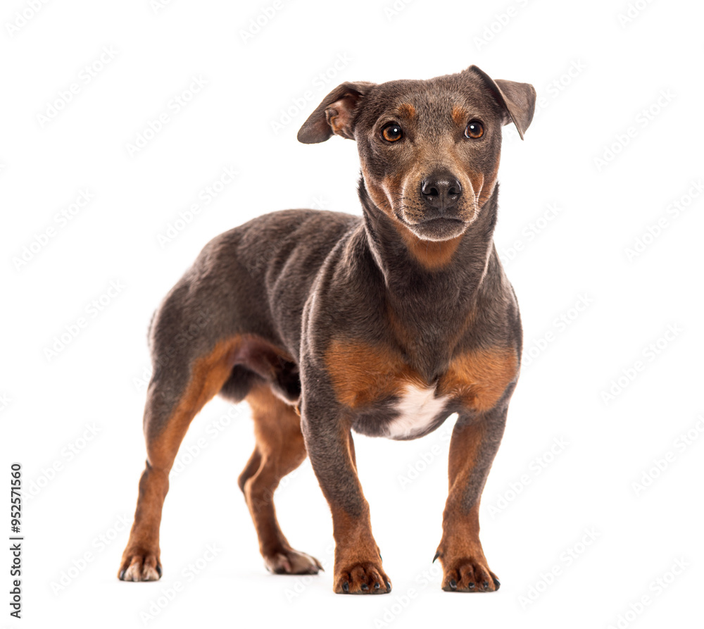 Blue and tan dog standing and looking away Blue and tan dog standing and looking away