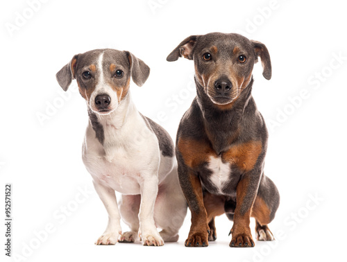 Two dogs sitting and posing on white background