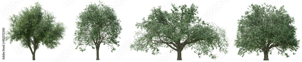 Collection of realistic large woods trees with isolated on transparent background. PNG file, 3D rendering illustration, Clip art and cut out	