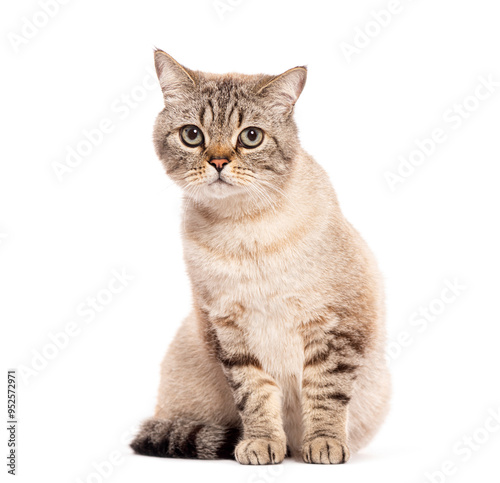 Serious british shorthair cat sitting and looking at camera