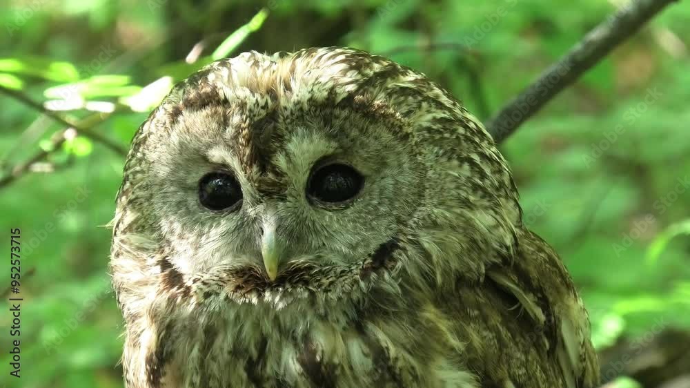Tawny owl in nature, blinks, against the background of greenery Tawny owl in nature, blinks, against the background of greenery