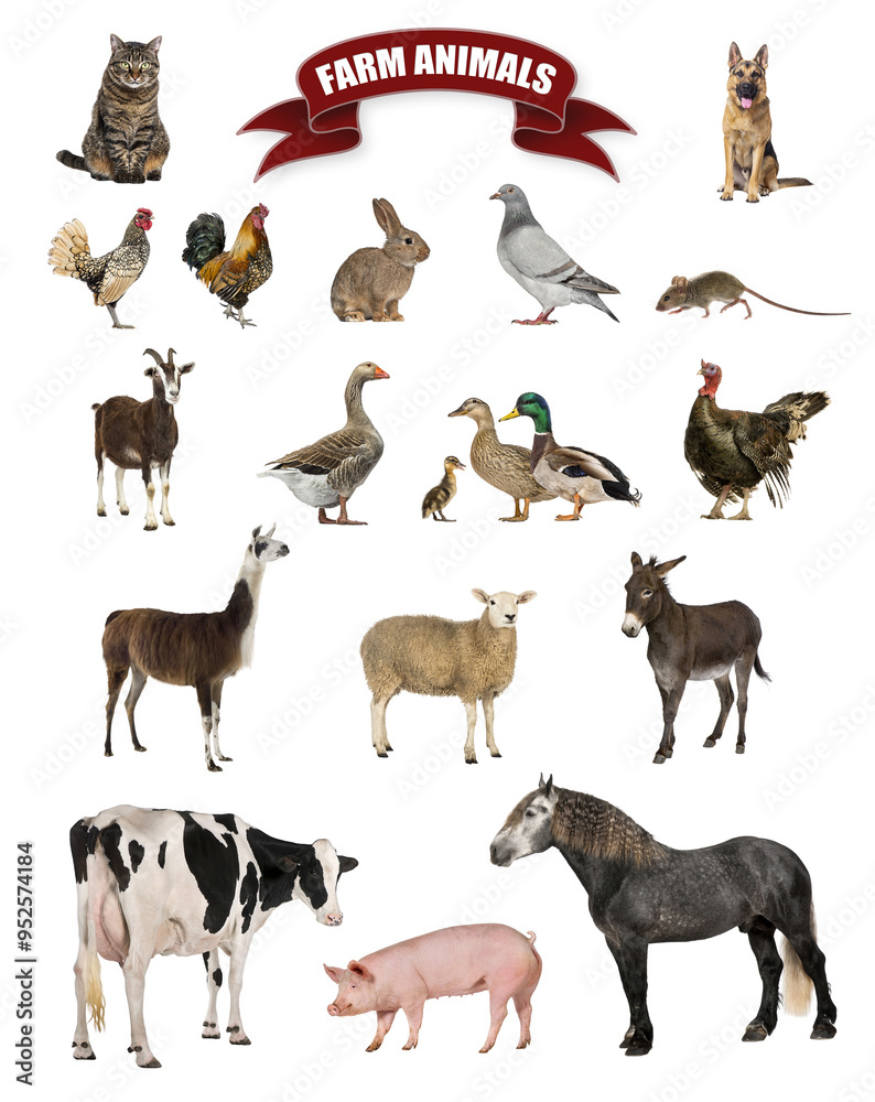 Obraz premium Poster of farm animals including a horse, cow, pig, sheep, goat, goose, rooster, hen, duck, and rabbit