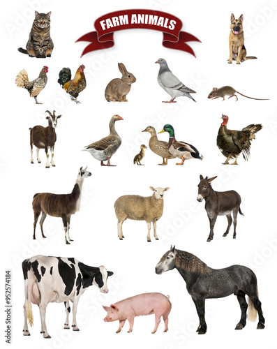 Fototapeta Naklejka Na Ścianę i Meble -  Poster of farm animals including a horse, cow, pig, sheep, goat, goose, rooster, hen, duck, and rabbit