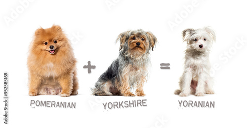 Illustration of a mix between two breeds of dog - Pomeranian and yorkshire terrier giving birth to a yoranian photo
