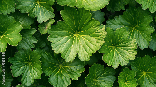 Tellima Grandiflora Clumping Perennial Plant photo
