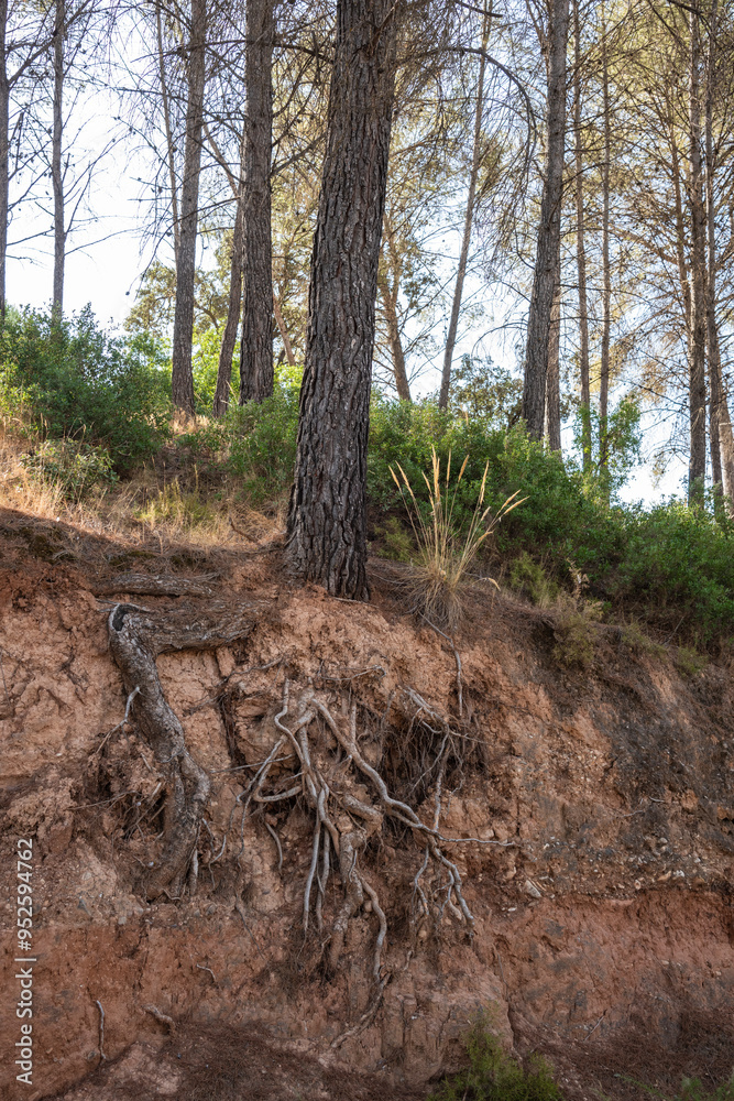 Árboles con las raíces al descubierto por la erosión del terreno Árboles con las raíces al descubierto por la erosión del terreno
