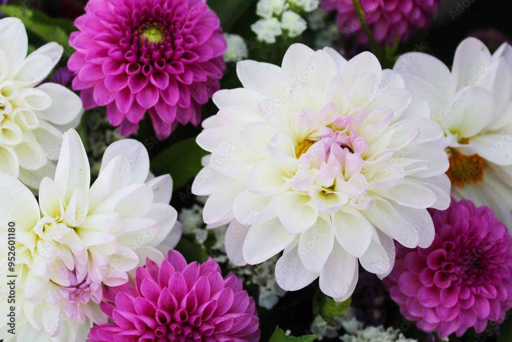 Fototapeta premium flowers are pink and white dahlias