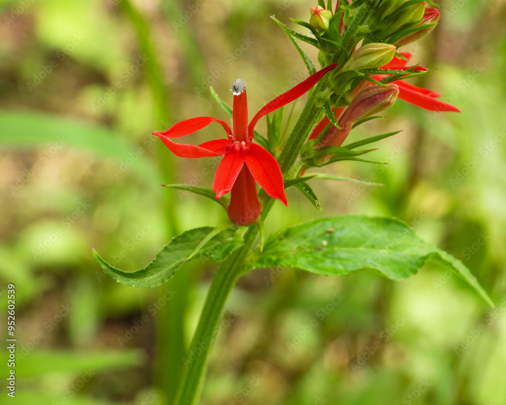 Lobelia cardinalis (Cardinal Flower) Native North American Wetland Wildflower Lobelia cardinalis (Cardinal Flower) Native North American Wetland Wildflower