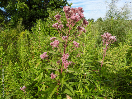 Eutrochium maculatum (Spotted Joe-pye Weed) Native North American Wetland Wildflower photo