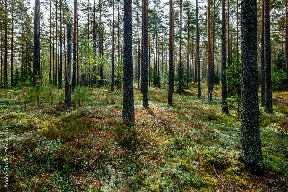 Fototapeta premium Pine tree forest in autumn