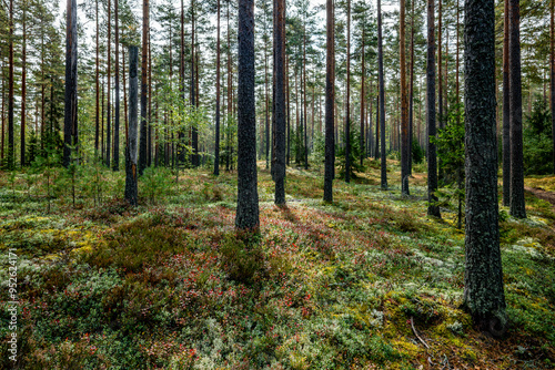 Wallpaper Mural Pine tree forest in autumn Torontodigital.ca