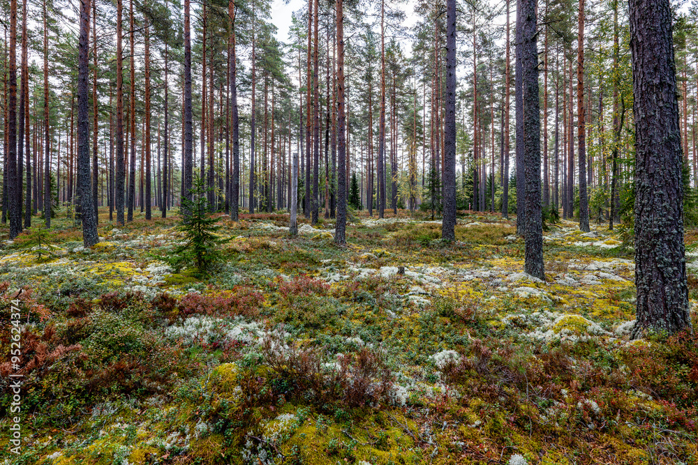 Pine tree forest in autumn Pine tree forest in autumn