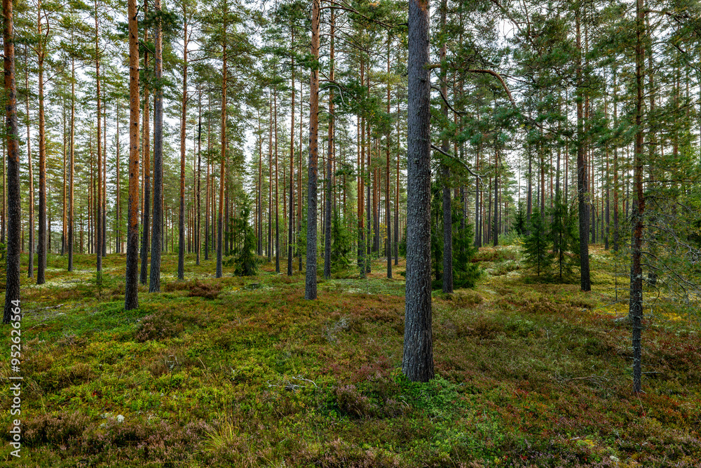 Fototapeta premium Pine tree forest in autumn