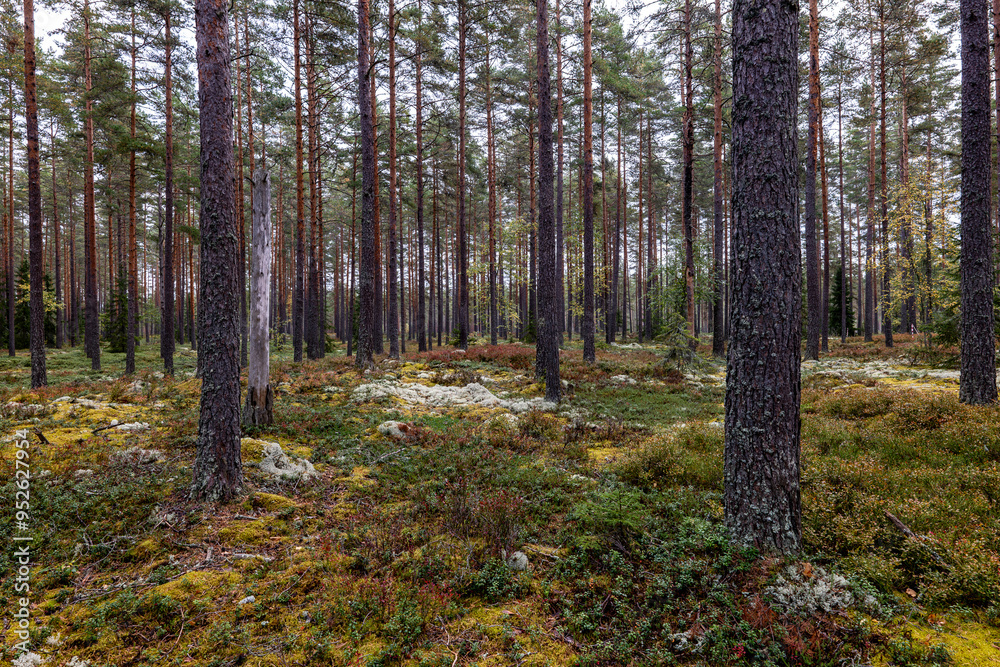 Pine tree forest in autumn Pine tree forest in autumn