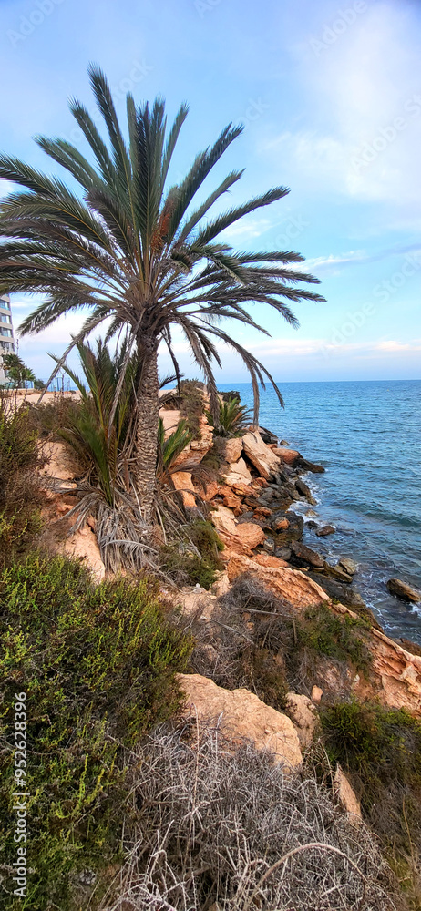 Landscape photo view to sea in Spain, palm in front Landscape photo view to sea in Spain, palm in front