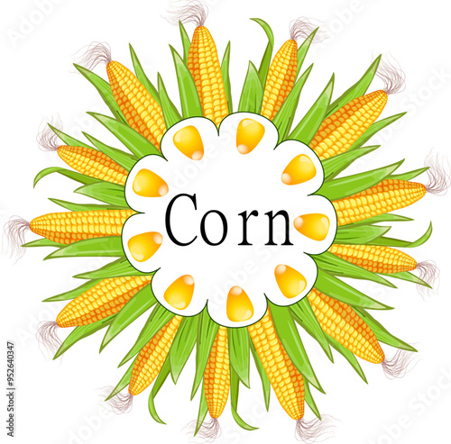 Frame on a background of corn.Vector illustration with corn cobs in a circle and text in a frame.
