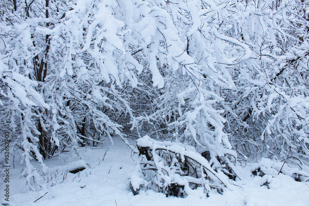 Winter Landscape Trees in Snow. The trees are beautifully sprinkled with snow after the snowfall. Snowy winter landscape Winter Landscape Trees in Snow. The trees are beautifully sprinkled with snow after the snowfall. Snowy winter landscape