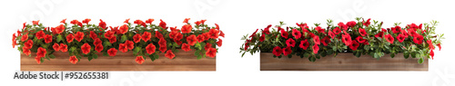 Red petunias flowers in rectangular wooden flower box isolated on white or transparent background, 3D rendering