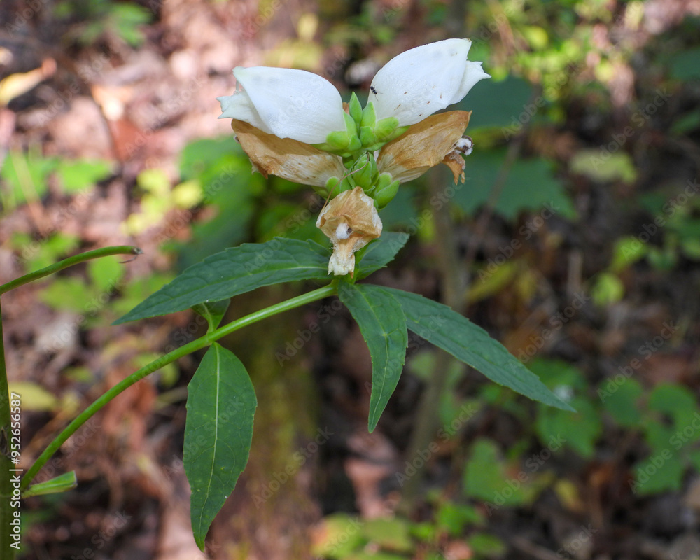 Fototapeta premium Chelone glabra (White Turtlehead) Native North American Wetland Wildflower