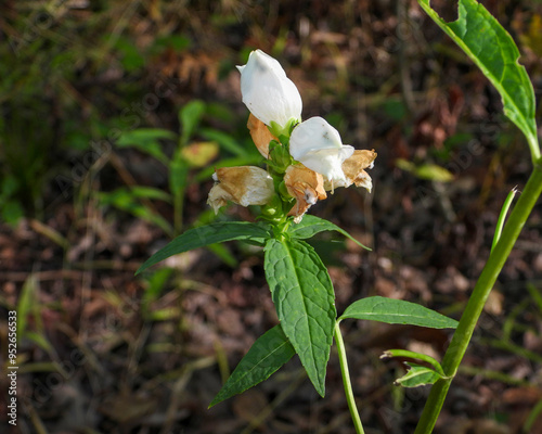 Chelone glabra (White Turtlehead) Native North American Wetland Wildflower photo