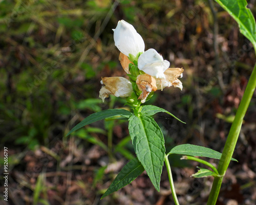 Chelone glabra (White Turtlehead) Native North American Wetland Wildflower photo