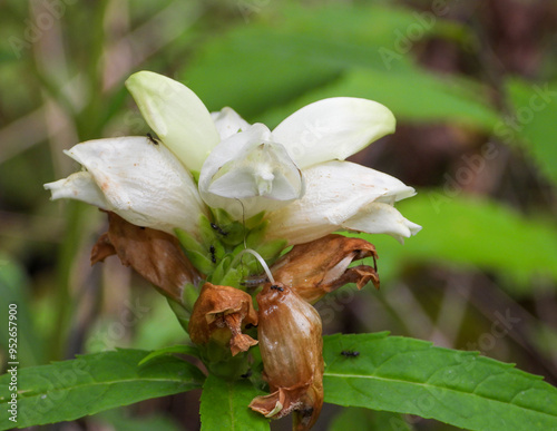 Chelone glabra (White Turtlehead) Native North American Wetland Wildflower photo