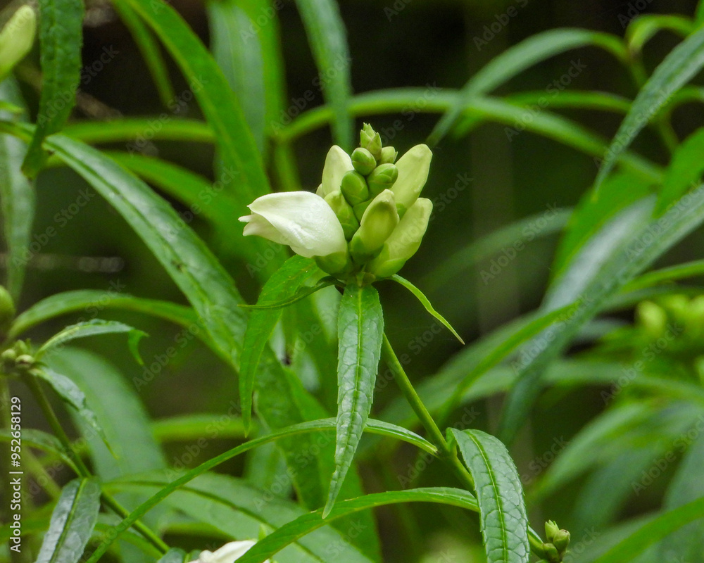 Chelone glabra (White Turtlehead) Native North American Wetland Wildflower Chelone glabra (White Turtlehead) Native North American Wetland Wildflower