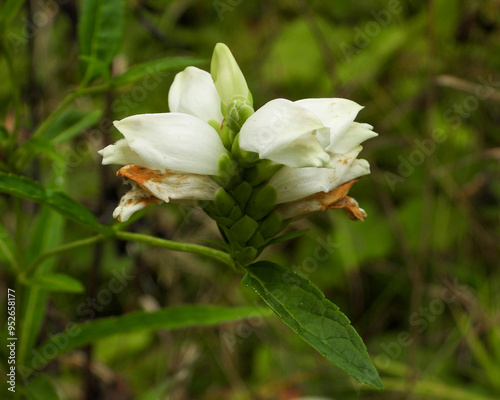 Chelone glabra (White Turtlehead) Native North American Wetland Wildflower photo