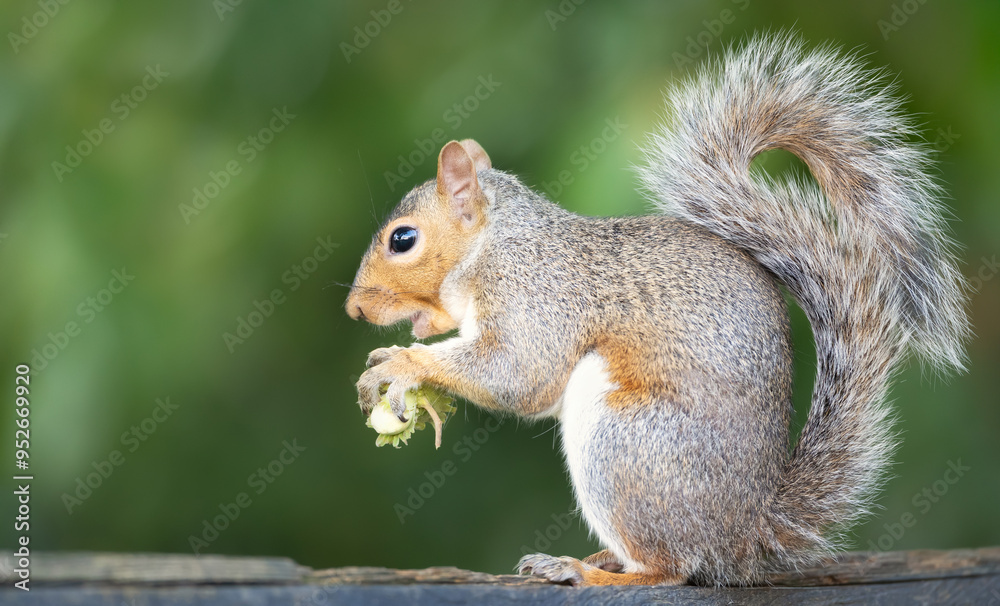 Portrait of a grey squirrel eating green hazelnut Portrait of a grey squirrel eating green hazelnut