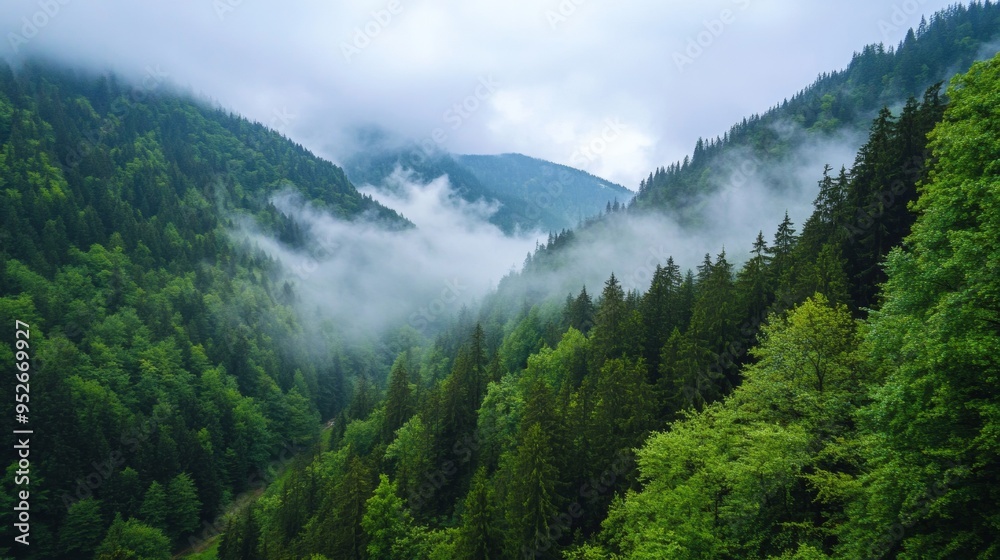 Fototapeta premium Fog rolling through a mountain pass foggy weather