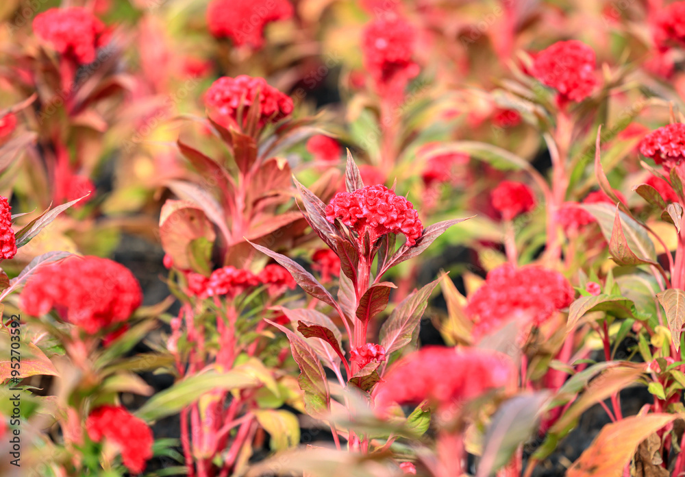 Dark red cockscomb flower, Flower of cockscomb (Celosia cristata) photographed in the garden with selective focus. Dark red cockscomb flower, Flower of cockscomb (Celosia cristata) photographed in the garden with selective focus.